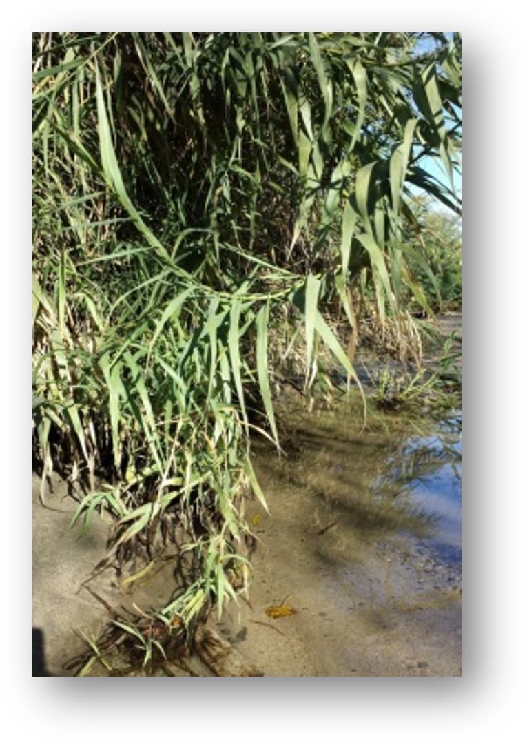 Arundo plant